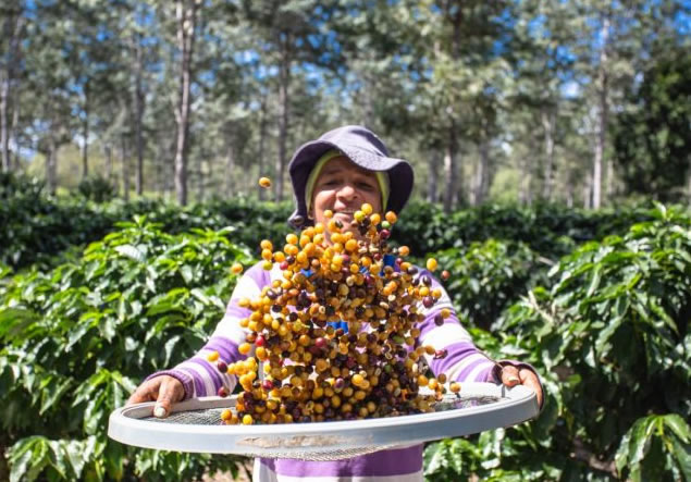 Cultivando um maravilho café